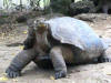 galapagos tortoise