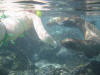 galapagos sea lions